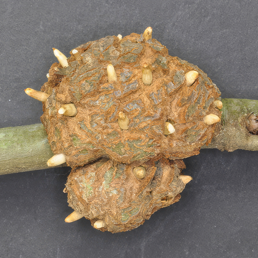 Horned Oak Gall Wasp